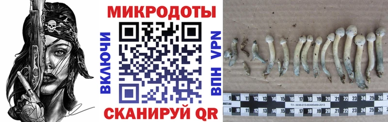 Купить закладки  Салехард  Псилоцибиновые грибы Psilocybe 